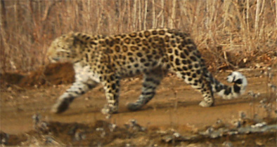 HunchunAmurLeopard