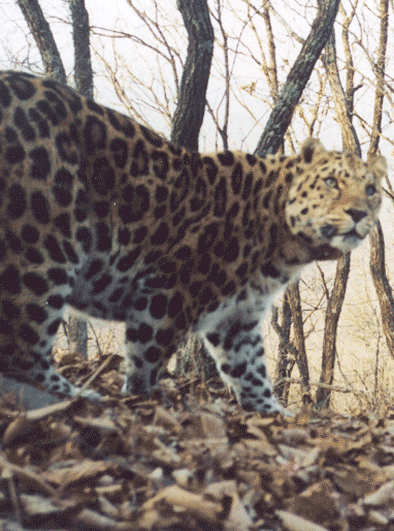 Leopard